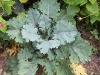 Brassica oleracea var. acephala 'Red Russian'