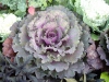 Brassica oleracea var. acephala 'Tokyo'
