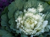 Brassica oleracea var. acephala 'White Pigeon'