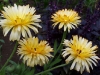 Calendula 'Bonbon abricot'