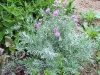 Centaurea cineraria