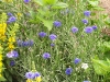 Centaurea cyanus