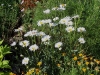 Chrysanthemum maximum 'Alaska'