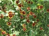 Cosmidium burridgeanum