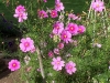 Cosmos bipinnatus 'Picotée'