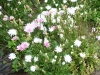 Crepis rubra 'Select'