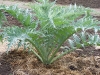 Cynara cardunculus
