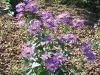 Erigeron 'Dunkelste Aller'
