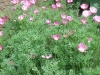 Eschscholzia californica 'Purple Gleam'