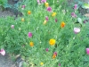 Eschscholzia californica