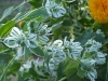 Euphorbia marginata 'Neige des Montagnes'