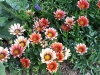 Gazania 'Kiss Mahogany'