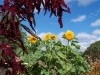 Helianthus annuus 'Sonnegold'