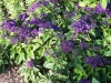 Heliotropium arborescens 'Marine'