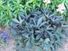 Ipomoea batatas 'Blackie'