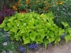 Ipomoea batatas 'Margarita Aurea'