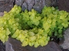 Lamium maculatum 'Aureum'