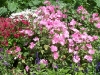 Lavatera trimestris 'Tanagra'