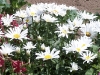 Leucanthemum superbum 'Etoile d'Anvers'