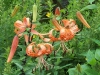 Lilium lancifolium