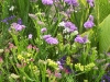 Limonium sinuatum race Forever