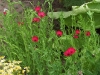 Linum grandiflorum