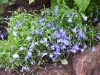 Lobelia erinus 'Cambridge'