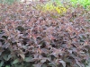 Lysimachia ciliata 'Firecracker'