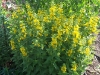 Lysimachia punctata