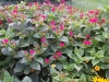 Mirabilis jalapa