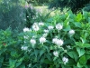 Monarda fistulosa