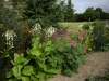 Nicotiana sylvestris 'Only the Lonely'