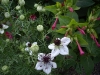 Nigella damascena 'African Bride'