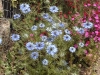 Nigella damascena