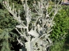 Onopordum acanthium