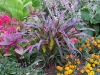 Panicum miliaceum F1 'Purple Majesty'