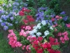 Phlox 'Century 21'