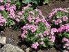 Phlox 'Grammy Pink White'