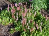 Polygonum affine 'Kabouter'