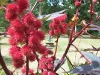 Ricinus communis