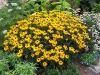 Rudbeckia fulgida var. sullivantii 'Goldsturm'