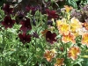 Salpiglossis 'Royal'
