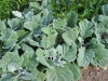 Salvia argentea 'Artemis'