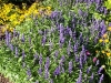 Salvia farinacea 'Rhea'