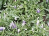 Salvia farinacea 'Strata'