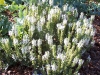 Salvia nemorosa 'Adrian'