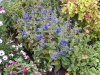 Salvia patens 'Patio Bleu Gentiane'