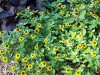 Sanvitalia procumbens 'Jaune d'or'