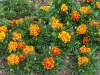 Tagetes 'Durango Flame'