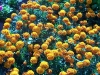Tagetes 'Honeycomb'